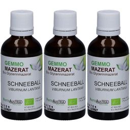 Gemmo Mazerat Schneeball