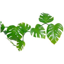 Lucky Reptile - Pothos Ranke