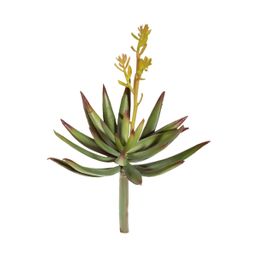 Hobby Haworthia
