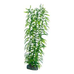Hobby Heteranthera