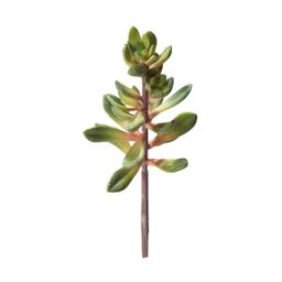 Hobby Kalanchoe