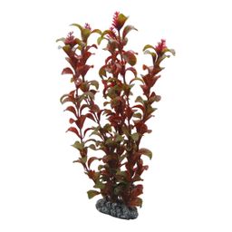 Hobby Rotala