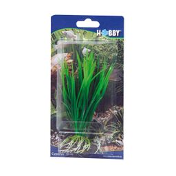 Hobby Cyperus