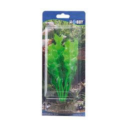 Hobby Echinodrus