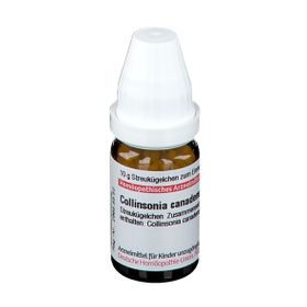 DHU Collinsonia Canadensis D6