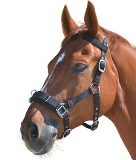 Waldhausen Economic Kappzaum