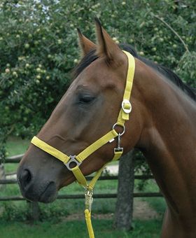 Perlonhalfter, Gr. 0 Shetty