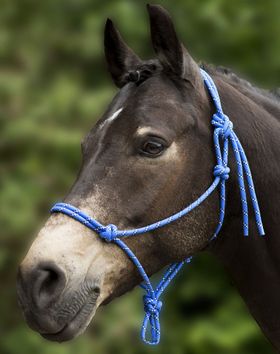 Knotenhalfter für Ausbildung, Bodenarbeit, Longieren oder zum Reiten Halfter