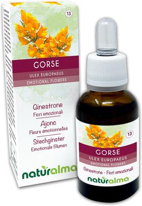 Naturalma Stechginster Ulex europaeus Tropfen