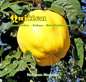 Quitten