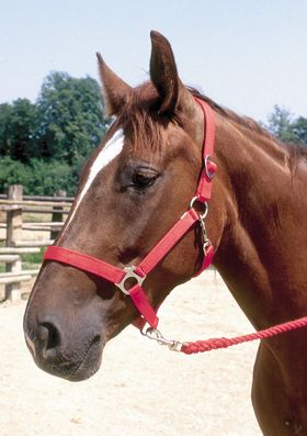 Perlonhalfter, Gr. 3