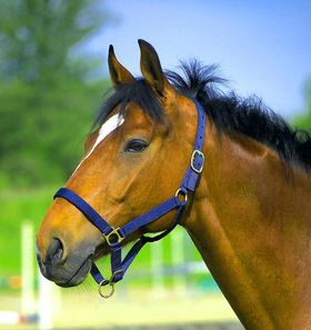Nylonhalfter Leder unterlegt für Noriker Halfter Perlonhalfter