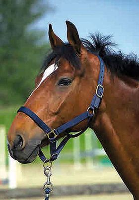 EKKIA Nylonhalfter Leder unterlegt