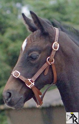 Lederhalfter Pony  Pony Lederhalfter braun B WAHL