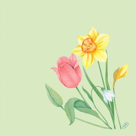 6x Bio-Dunisoft-Serv.40x40cm Spring Melody 60P.