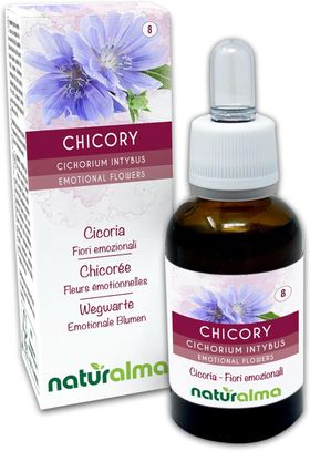 Naturalma Wegwarte Cichorium intybus Tropfen