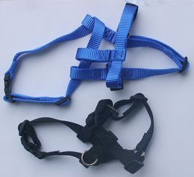 Weaver Hundehalsband Hunt & Sport Plus Premium Geschirrleder, 2,5 cm breit