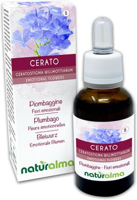 Naturalma Bleiwurz Ceratostigma willmottianum Tropfen