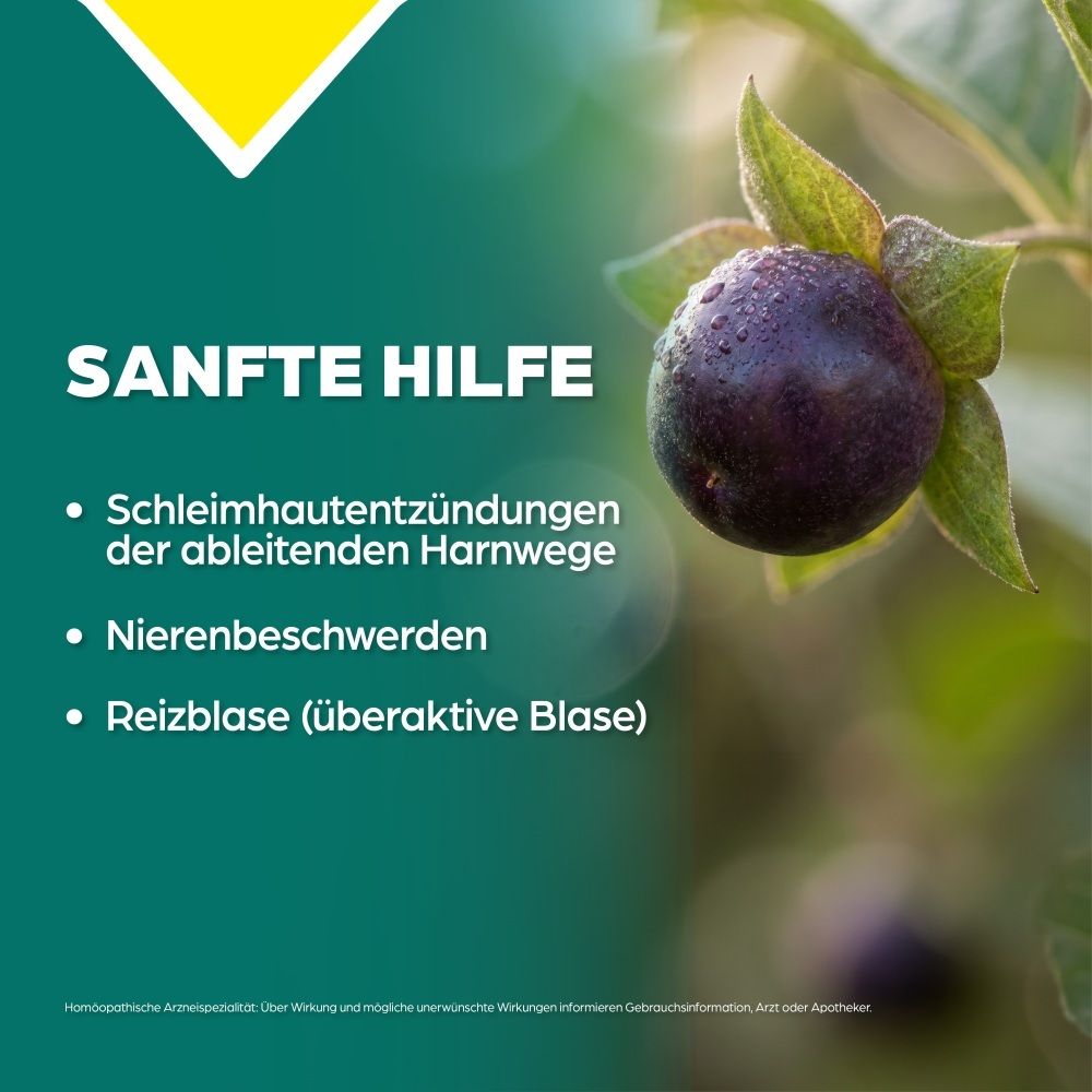 Apozema: Sanfte Hilfe bei Harnwegsbeschwerden, Nierenbeschwerden, Reizblase. Beerenfrucht.