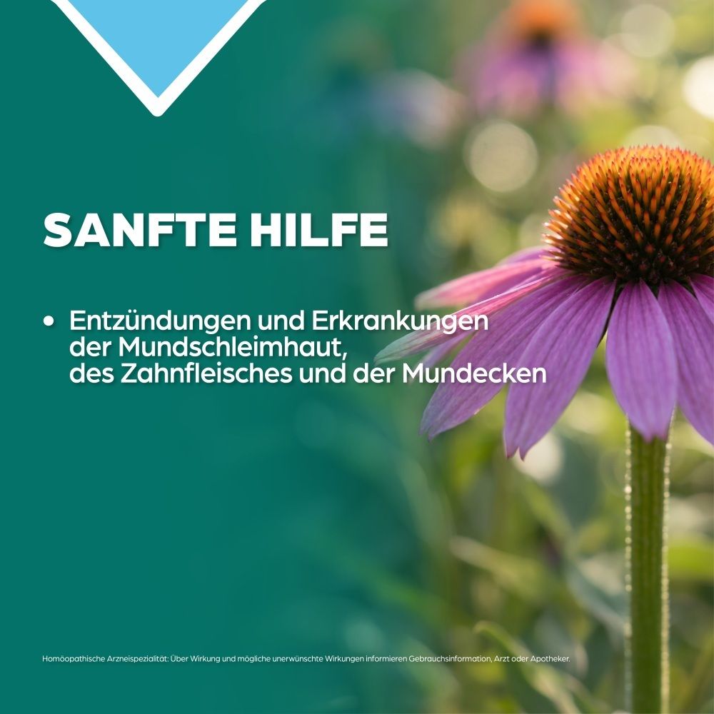 Lila Echinacea-Blüte mit grünen Blättern, Nahaufnahme.