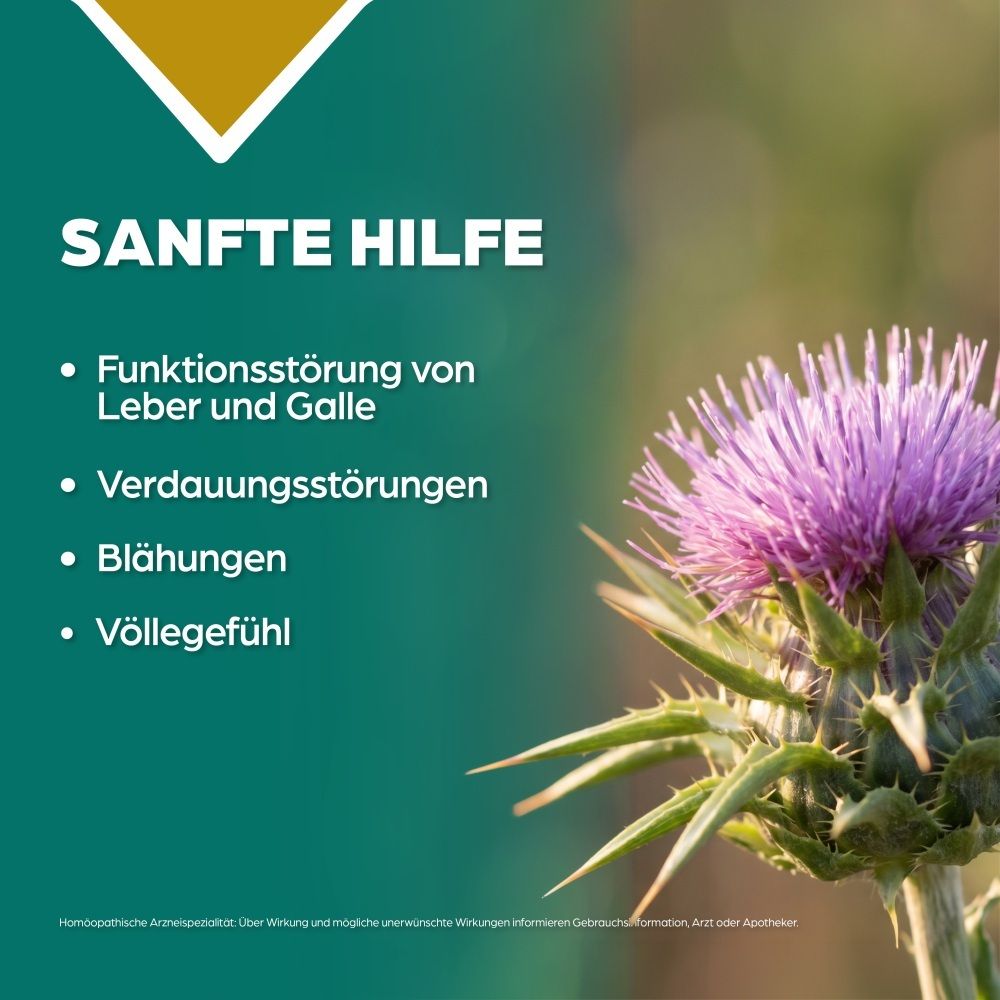 Lila Distelblüte mit Dornen und Blättern. Text: SANFTE HILFE, Leber- und Gallefunktionsstörung, Verdauungsstörung, Blähungen, Völlegefühl.
