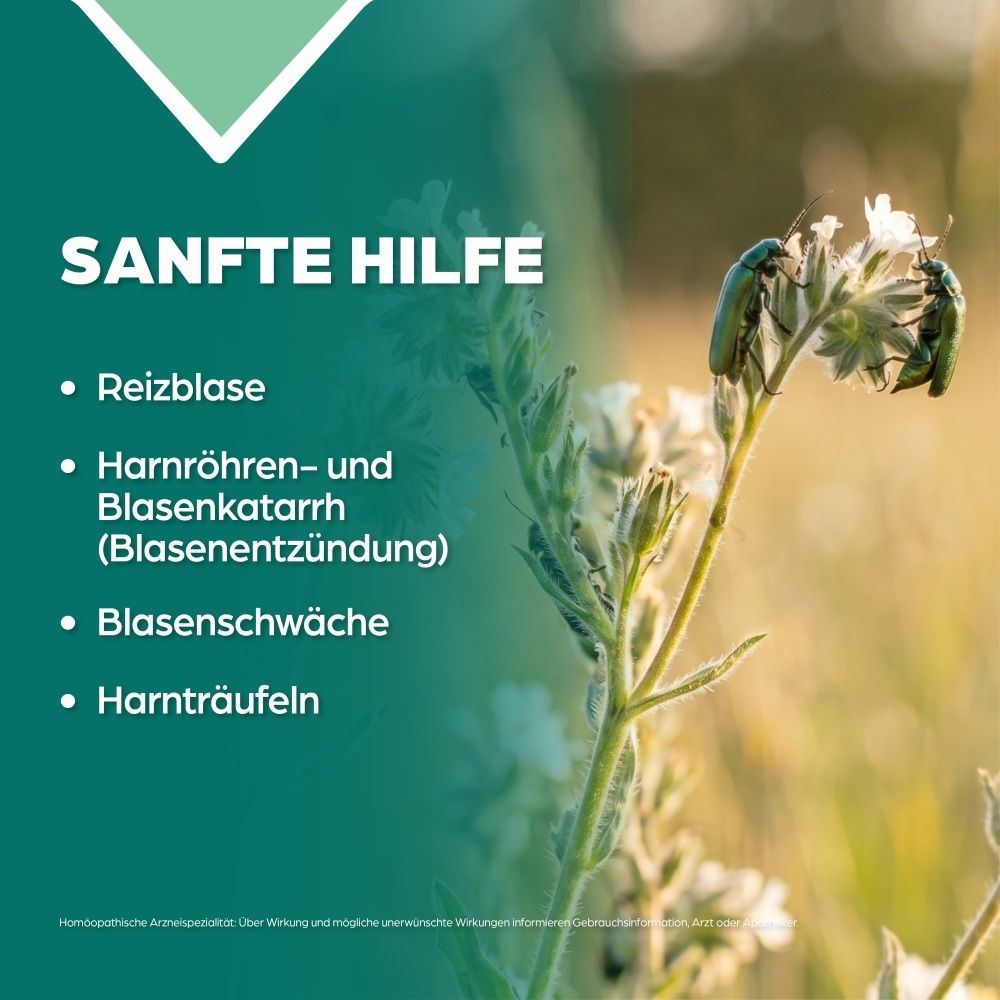 Apozema Reizblasen Tropfen Nr. 26: Liste von Anwendungsgebieten mit Insekten auf einer Pflanze im Hintergrund.