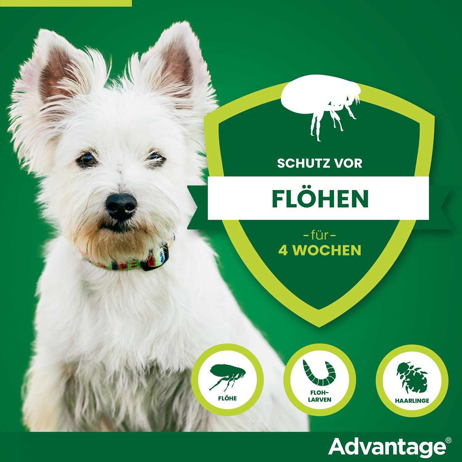 advantage® 40 mg bei Hunden bis 4 kg Körpergewicht