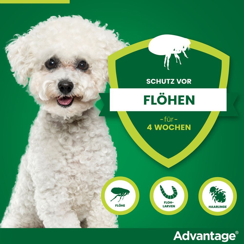 advantage® 100 mg bei Hunden von über 4 bis 10 kg Körpergewicht