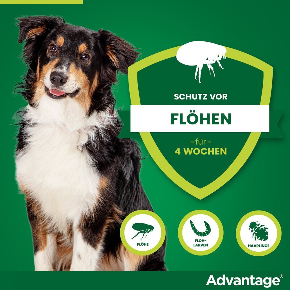 advantage® 250 mg bei Hunden von über 10 bis 25 kg Körpergewicht