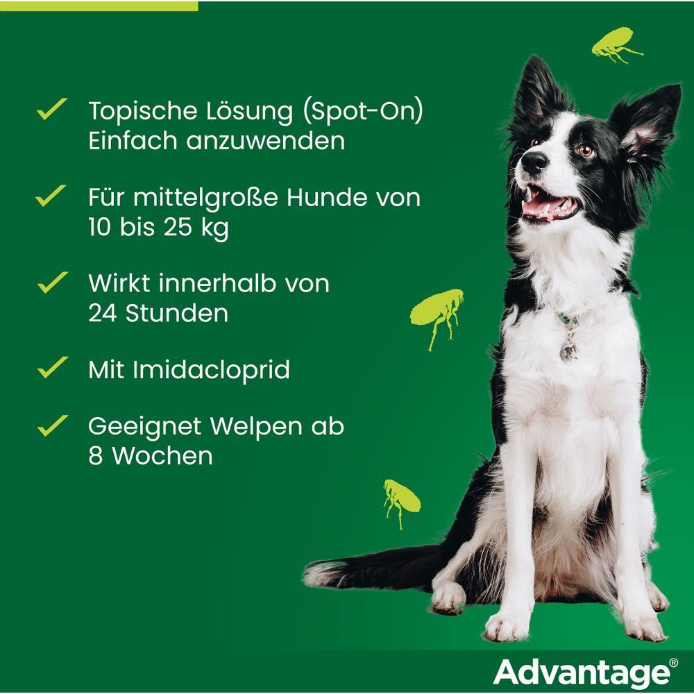 advantage® 250 mg bei Hunden von über 10 bis 25 kg Körpergewicht