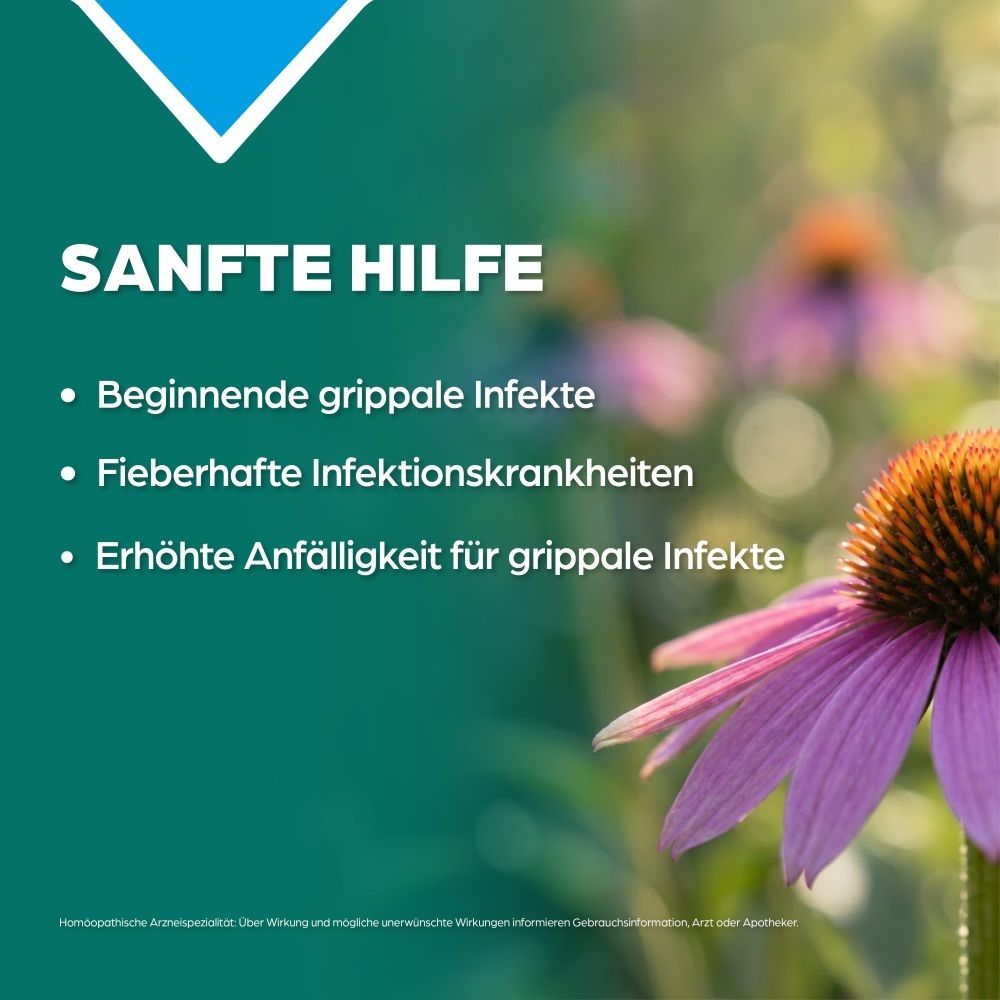 Echinacea-Blüten mit Text über sanfte Hilfe bei grippalen Infekten.