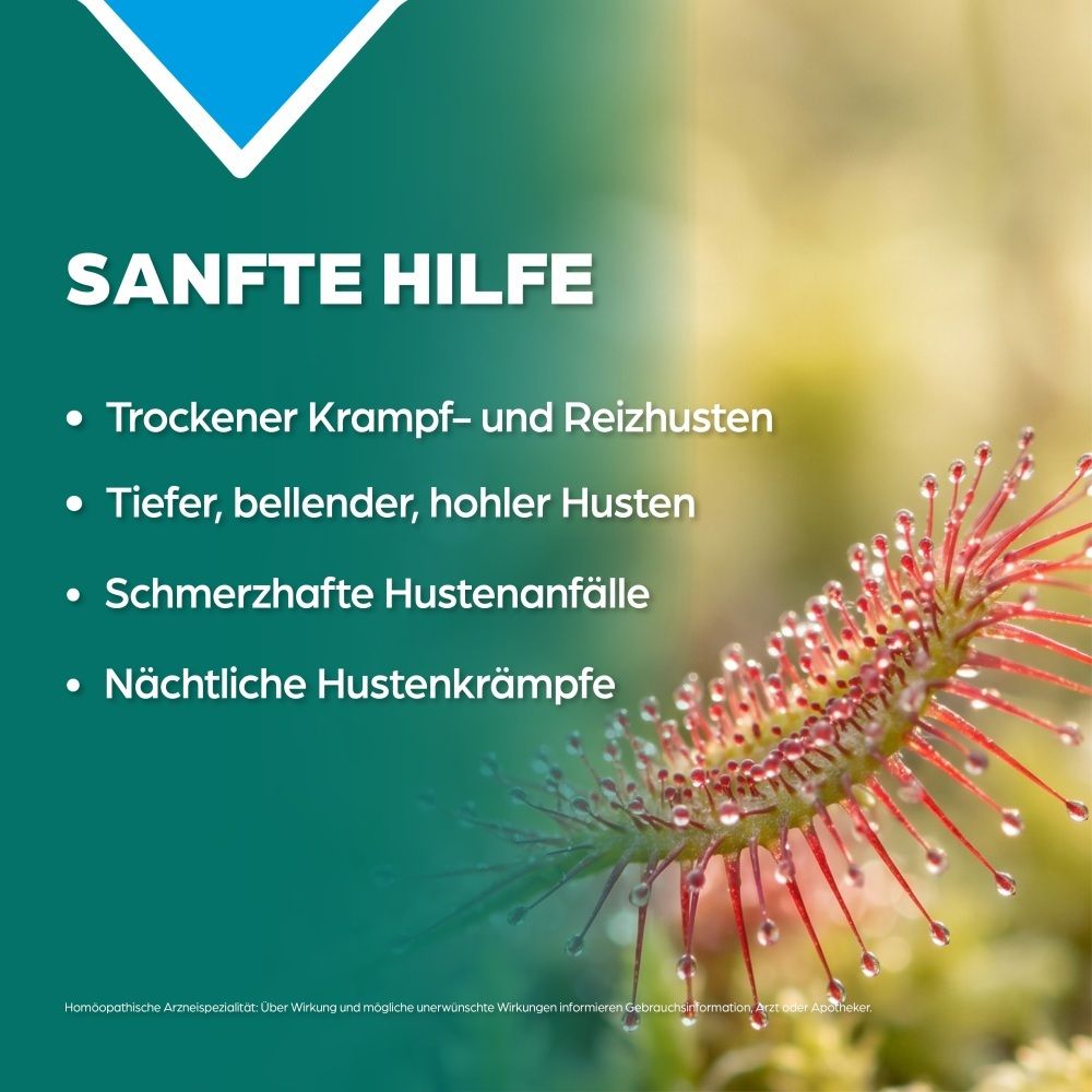 Drosera Pflanze mit Tautropfen, "Sanfte Hilfe" und Symptomliste für Husten.