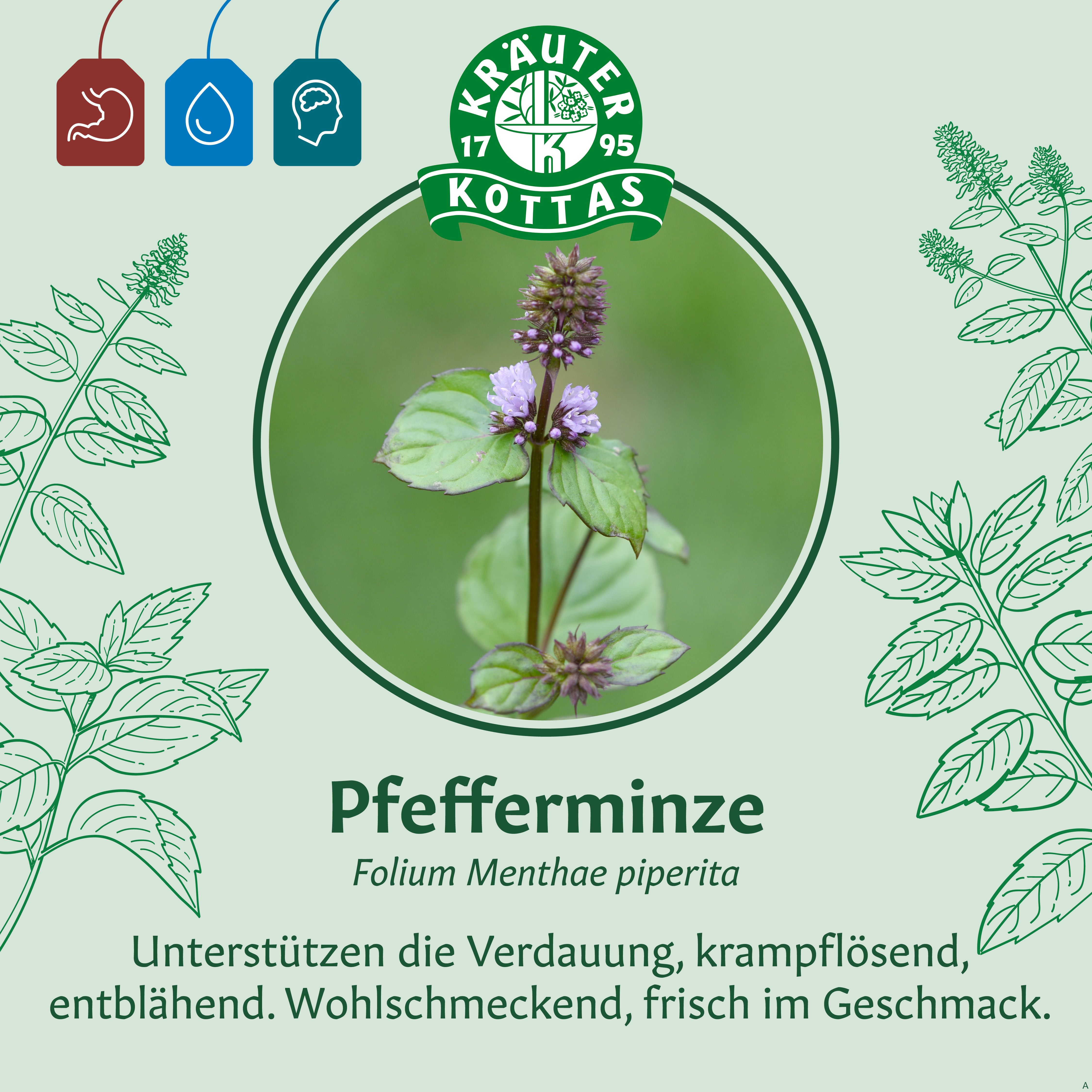 Pfefferminzpflanze mit Blüten und Blättern, Dr. Kottas Kräutertee.
