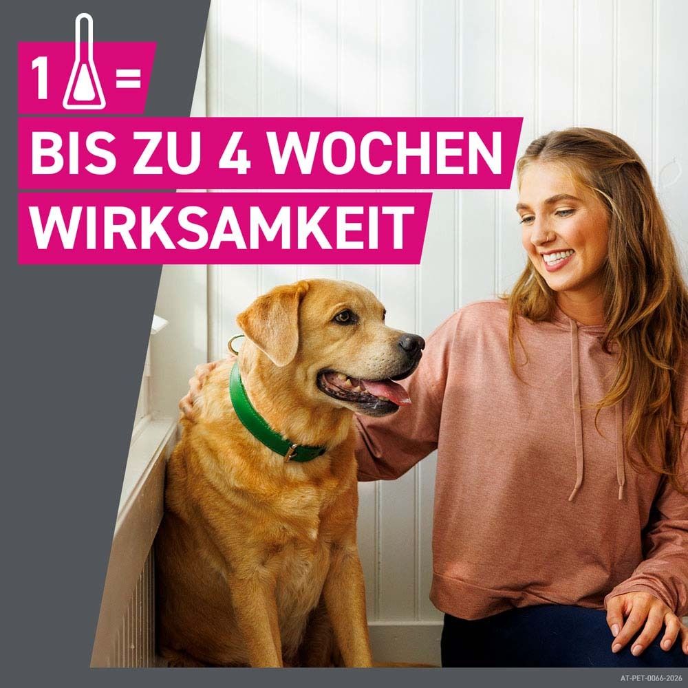 Text auf rosa Hintergrund: 1 = Bis zu 4 Wochen Wirksamkeit. Frau und Hund im Haus. Hund mit Halsband.