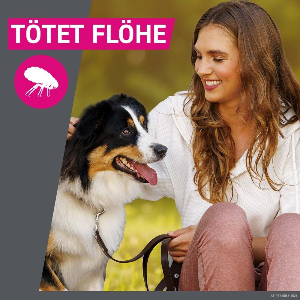 Text: Tötet Flöhe. Rosa Kreis mit Floh-Symbol. Frau und Hund im Freien. Hund an der Leine.