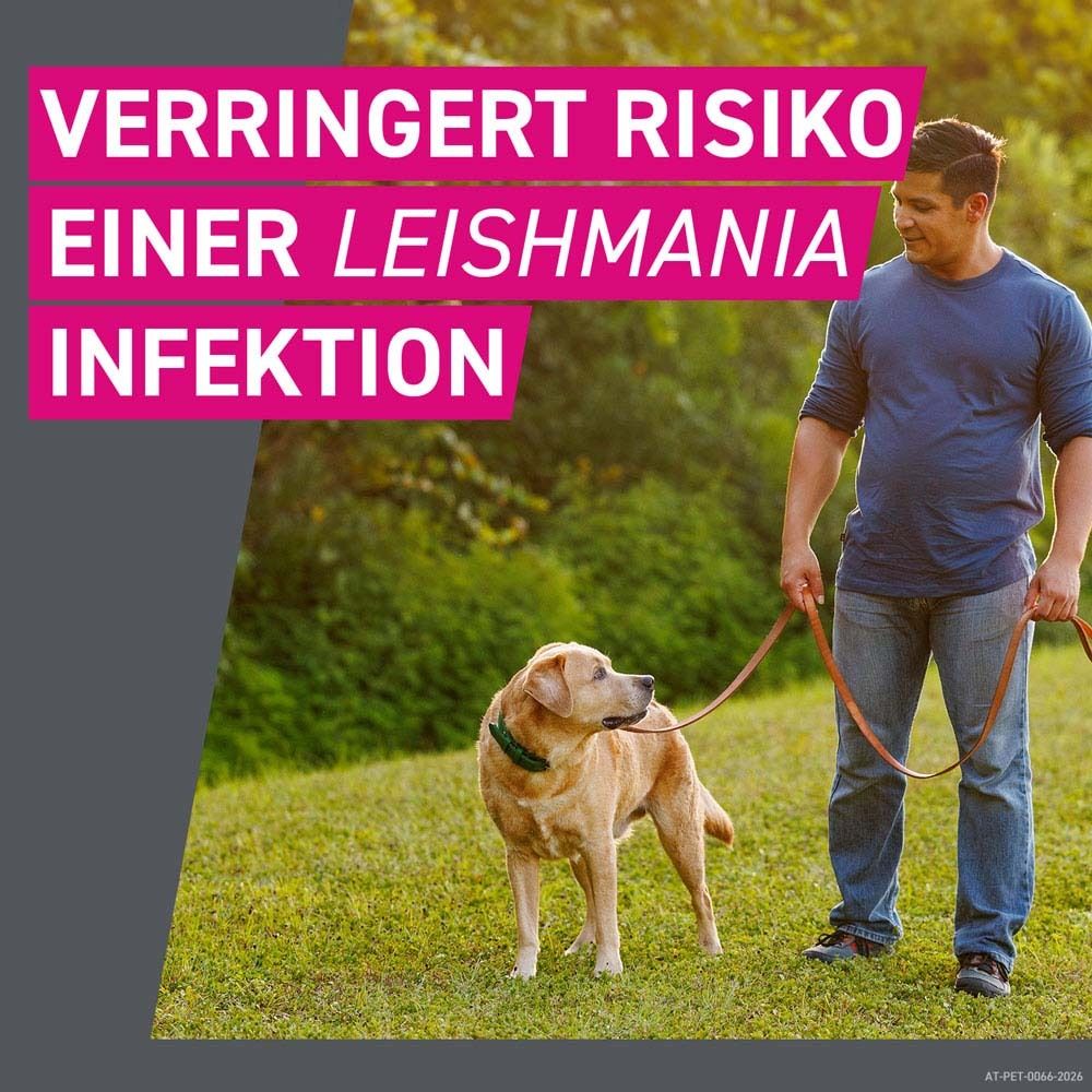 Text: Verringert Risiko einer Leishmania Infektion. Mann und Hund im Freien. Hund an der Leine.