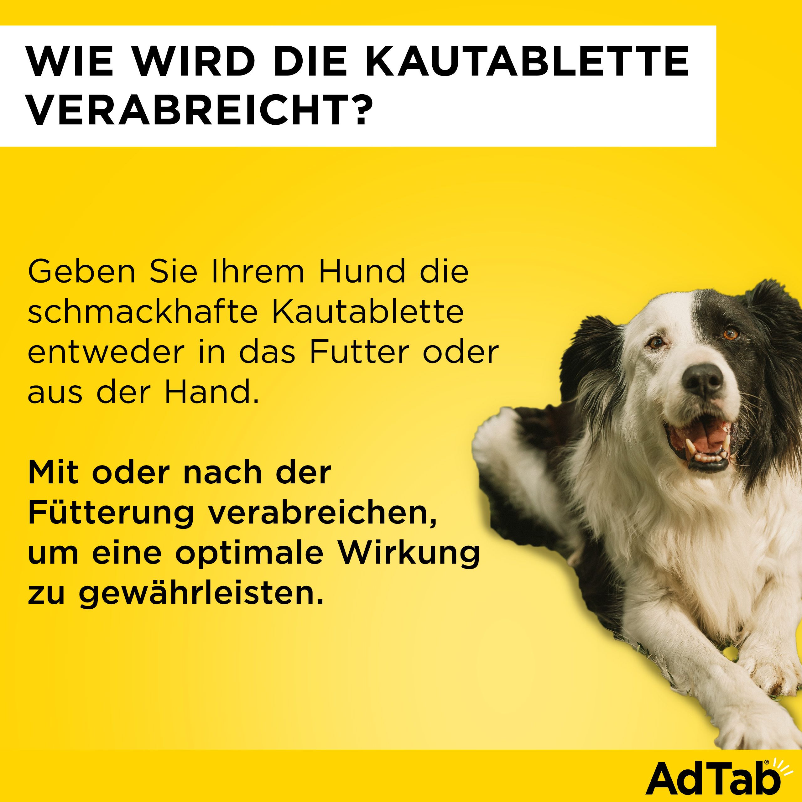 Gelber Hintergrund mit Hund. Text: Wie wird die Kautablette verabreicht? Mit oder nach der Fütterung verabreichen.