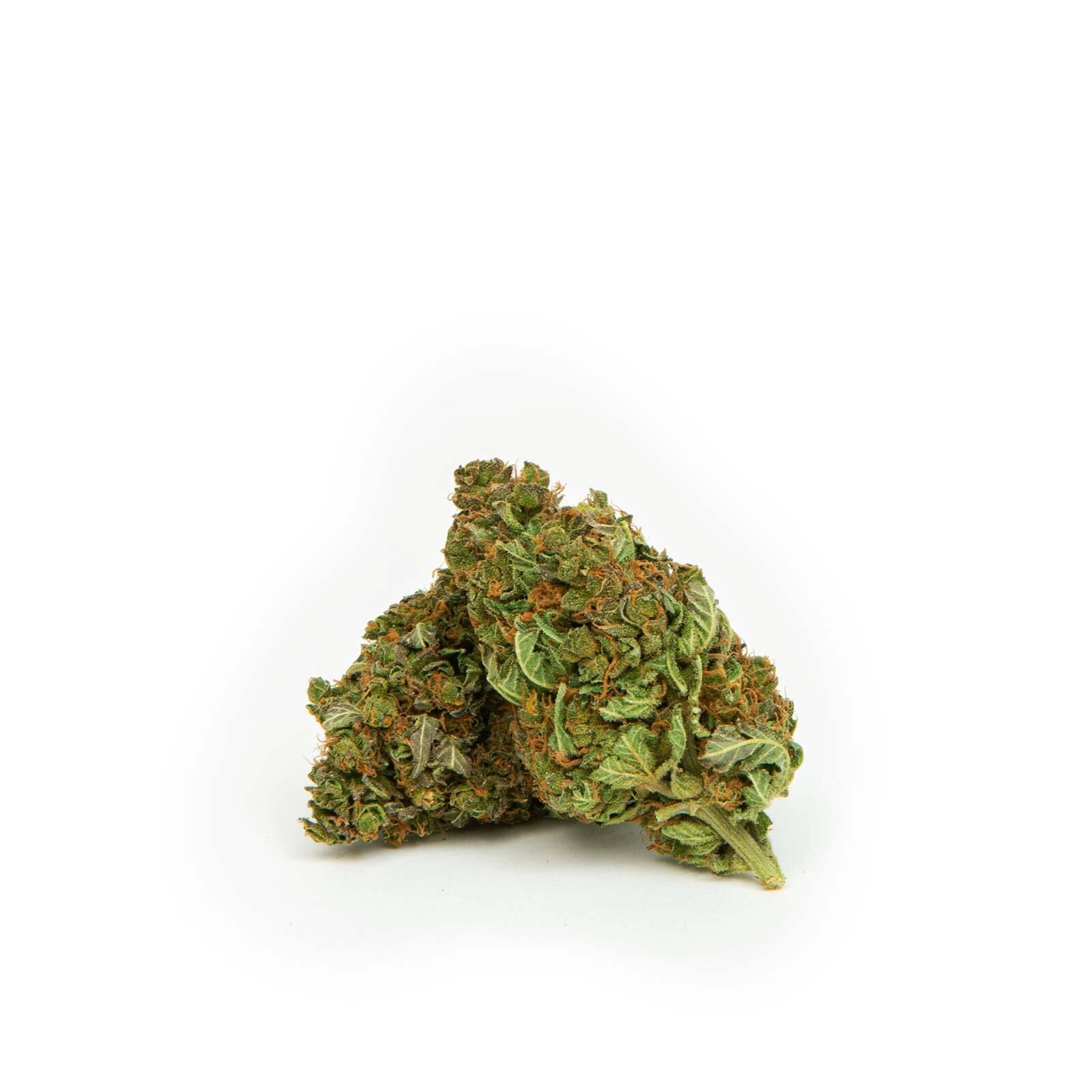 Zwei grüne Blütenknospen. Pflanzliche Struktur, Details sichtbar. Hintergrund weiß.