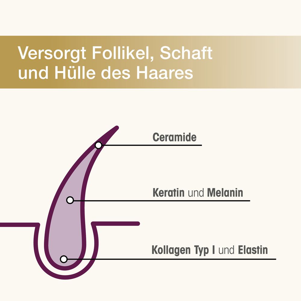 Haarsträhne mit Text: Ceramide, Keratin und Melanin, Kollagen Typ I und Elastin.