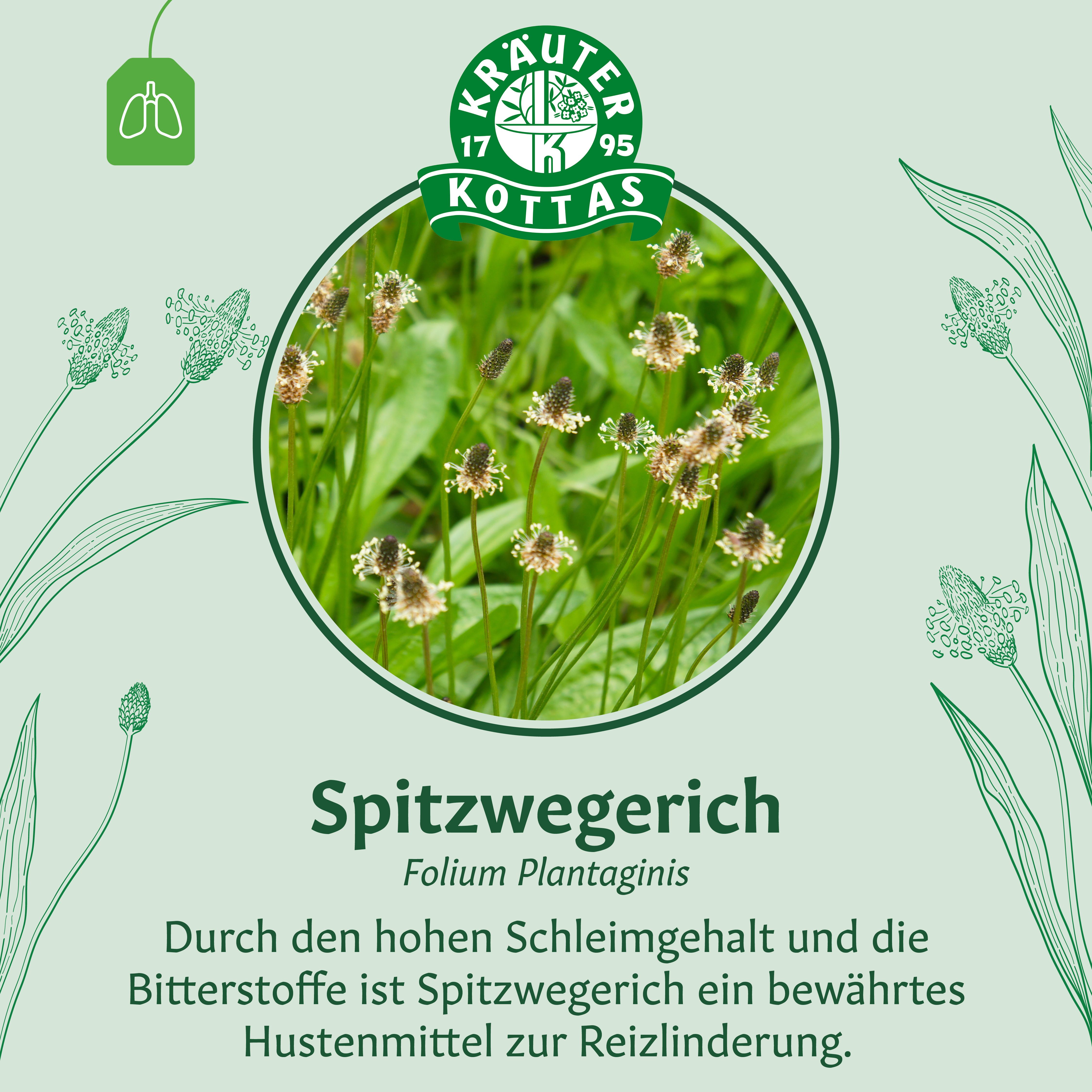 Spitzwegerich (Folium Plantaginis) von Dr. Kottas. Bild von Spitzwegerich-Pflanzen und Kräutersiegel.