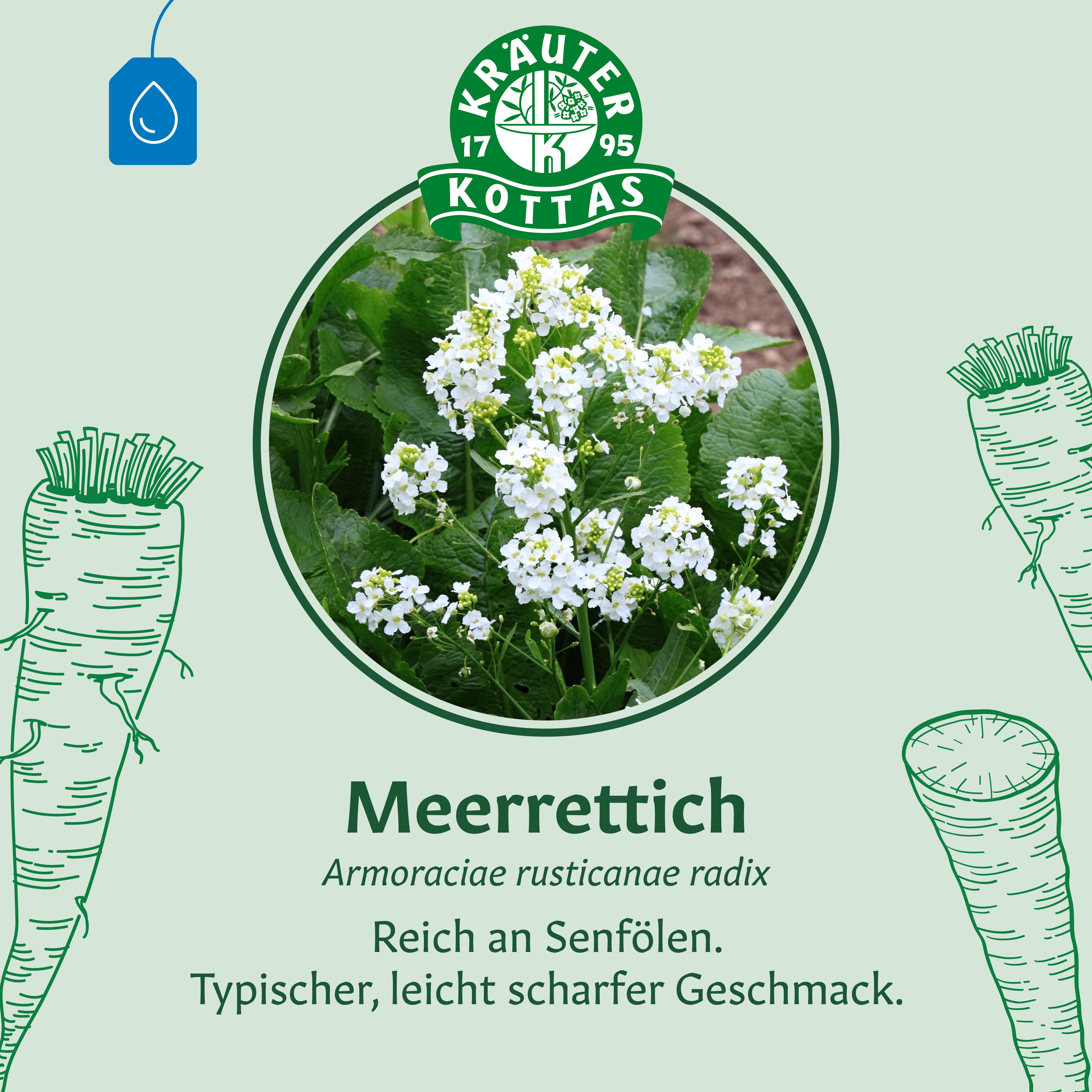Abbildung von Meerrettich (Armoraciae rusticanae radix) mit Wurzel und Blättern.