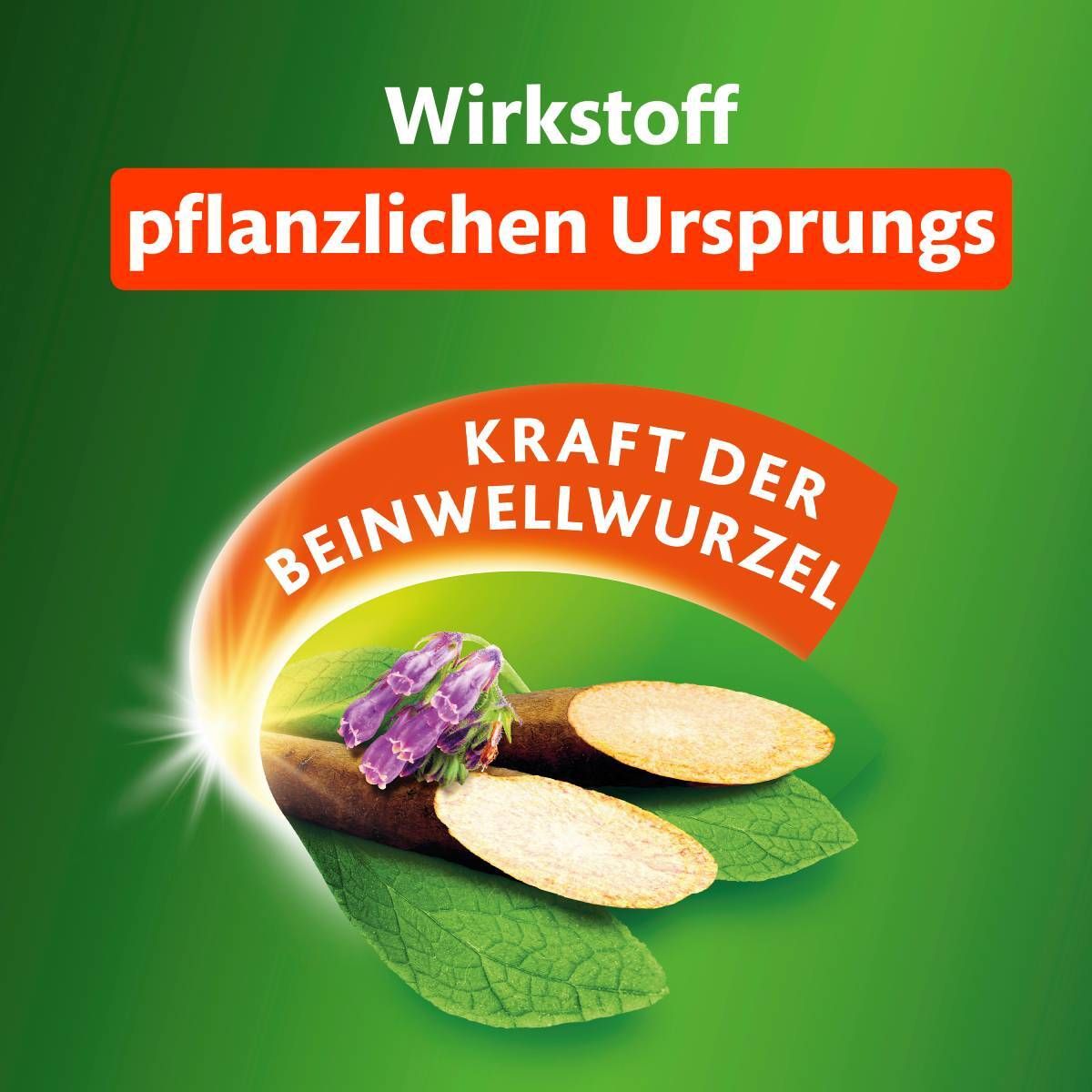 Nahaufnahme von Beinwellwurzel und Blättern. Text: Wirkstoff pflanzlichen Ursprungs. Text: Kraft der Beinwellwurzel.