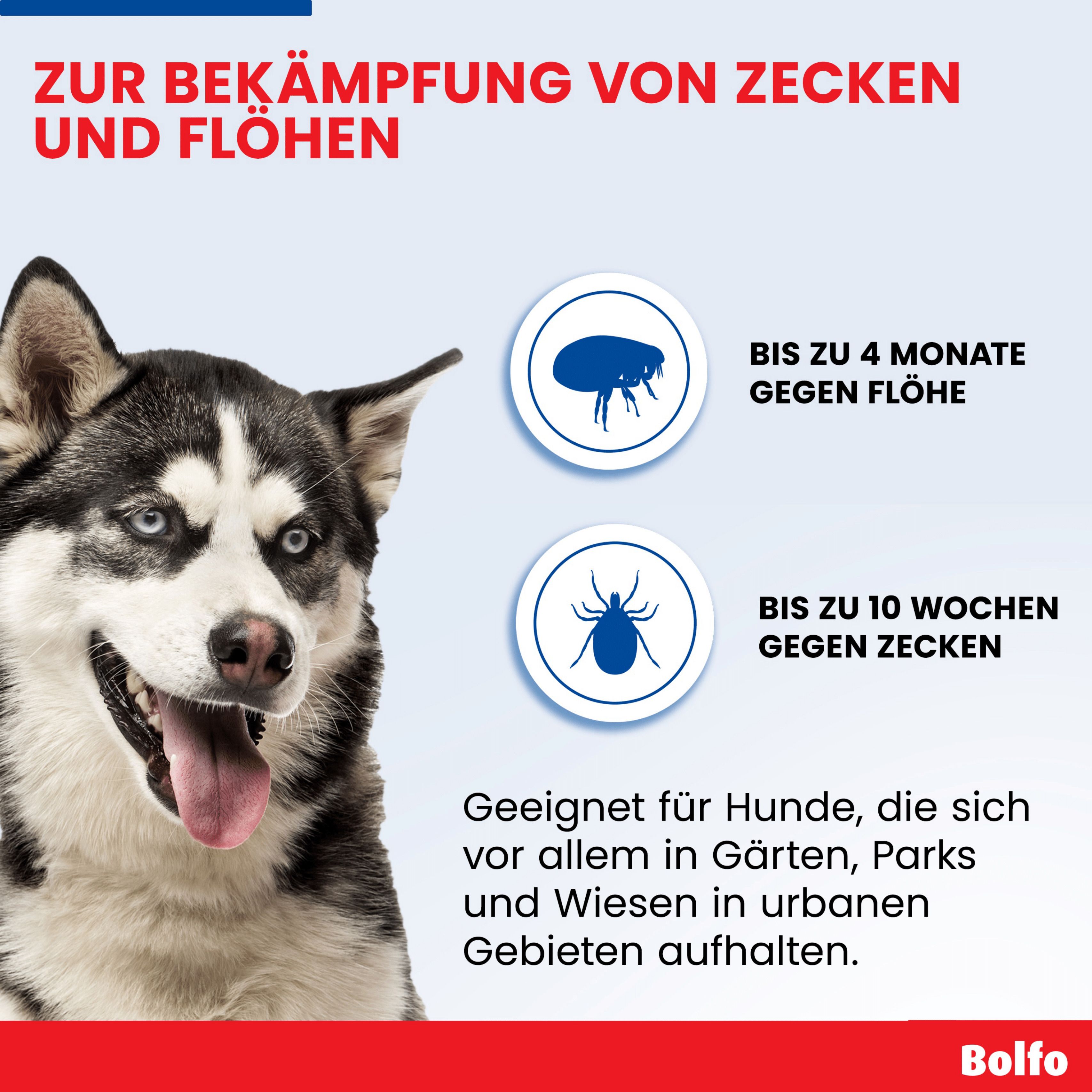Infografik mit Text und Hundefoto. Bis zu 4 Monate Schutz gegen Flöhe, bis zu 10 Wochen gegen Zecken. Husky-Hund.