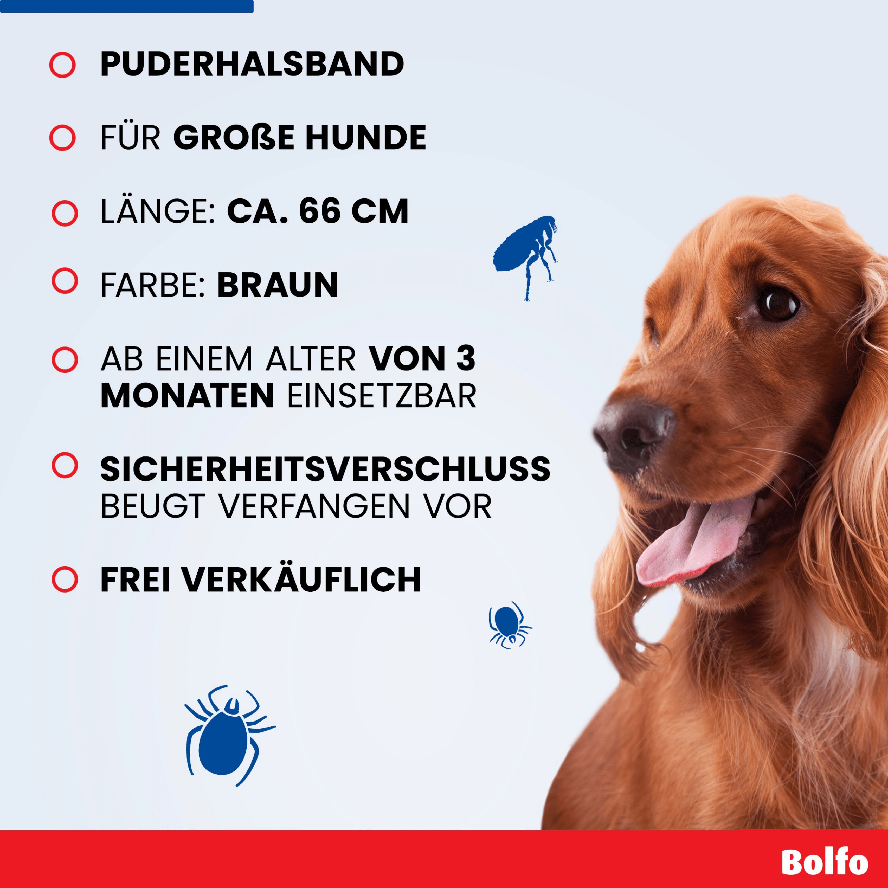 Infografik mit Text und Hundefoto. Puderhalsband, für große Hunde, Länge ca. 66 cm, Farbe braun. Cocker Spaniel.