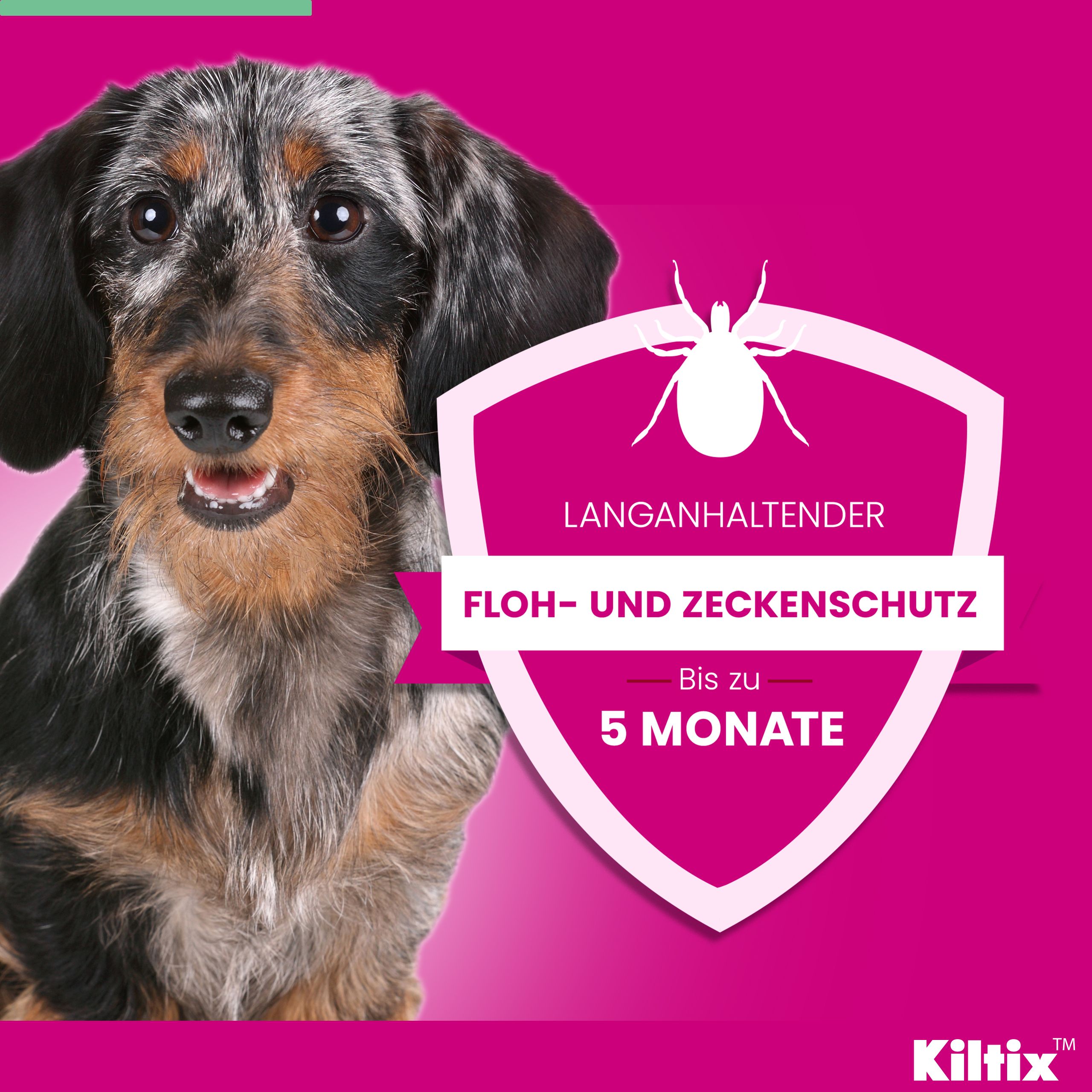 Kiltix® Halsband für Katzen und kleine Hunde. Lang anhaltender Floh- und Zeckenschutz. Schutz bis zu 5 Monate.