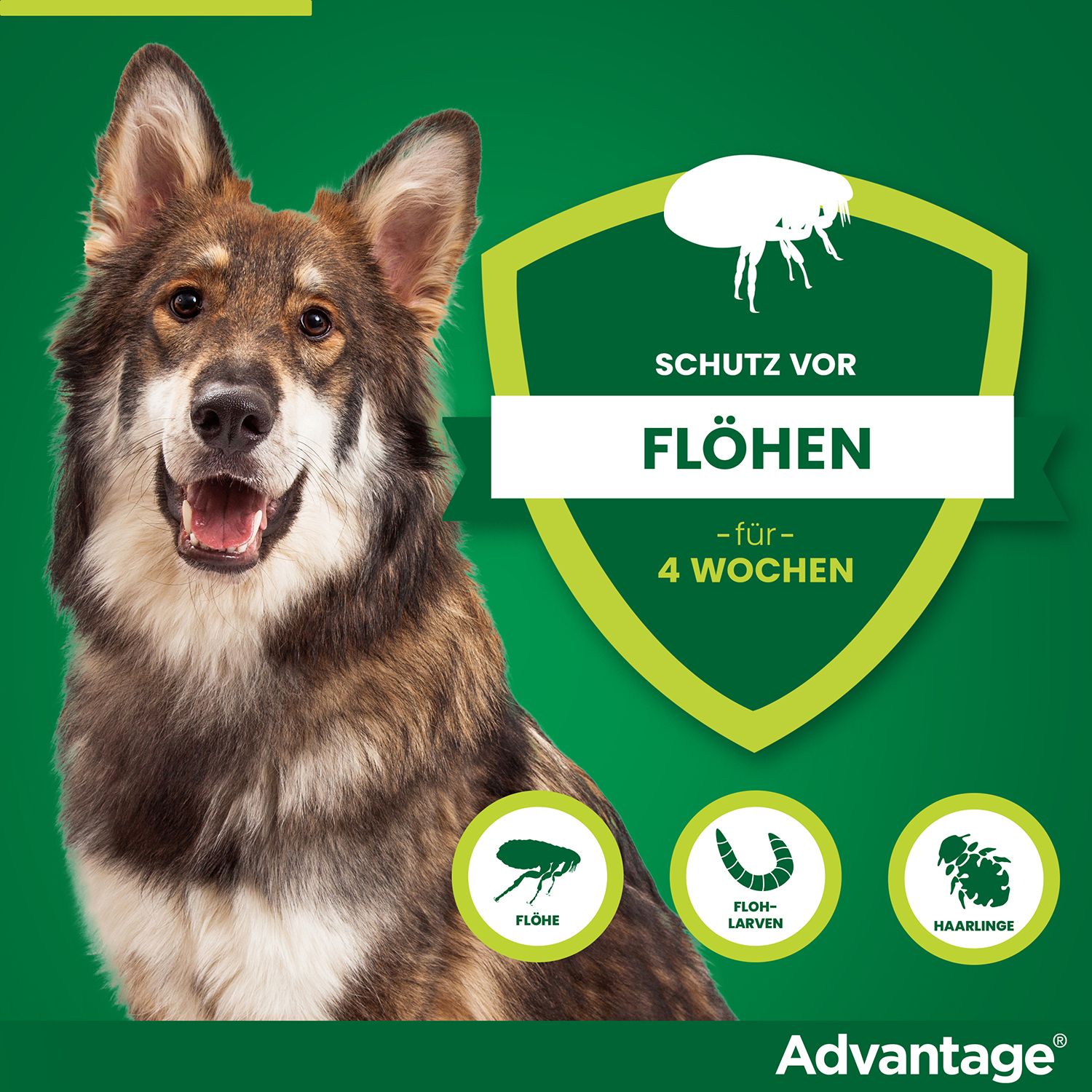 advantage® 400 mg bei Hunden über 25 kg Körpergewicht