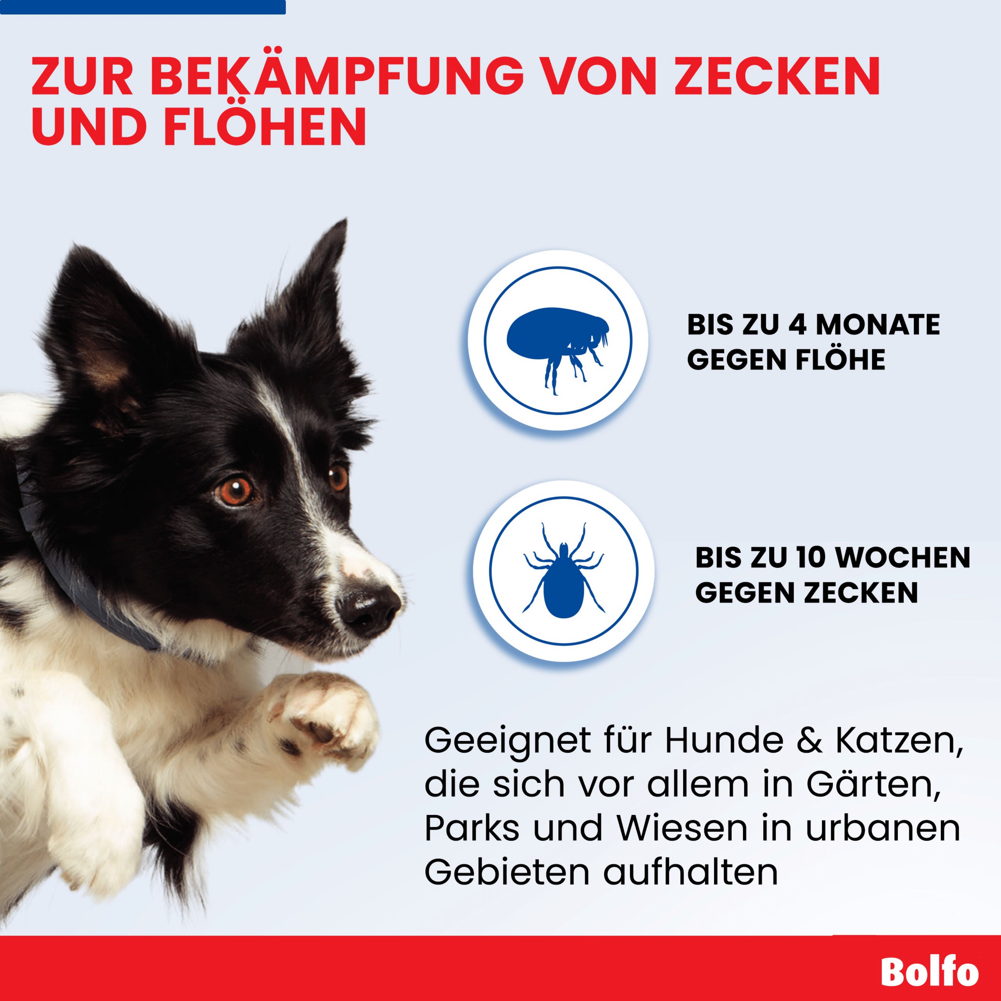 Infografik: Bolfo Zecken- und Flohschutzband. Schutz bis zu 4 Monate gegen Flöhe und 10 Wochen gegen Zecken.