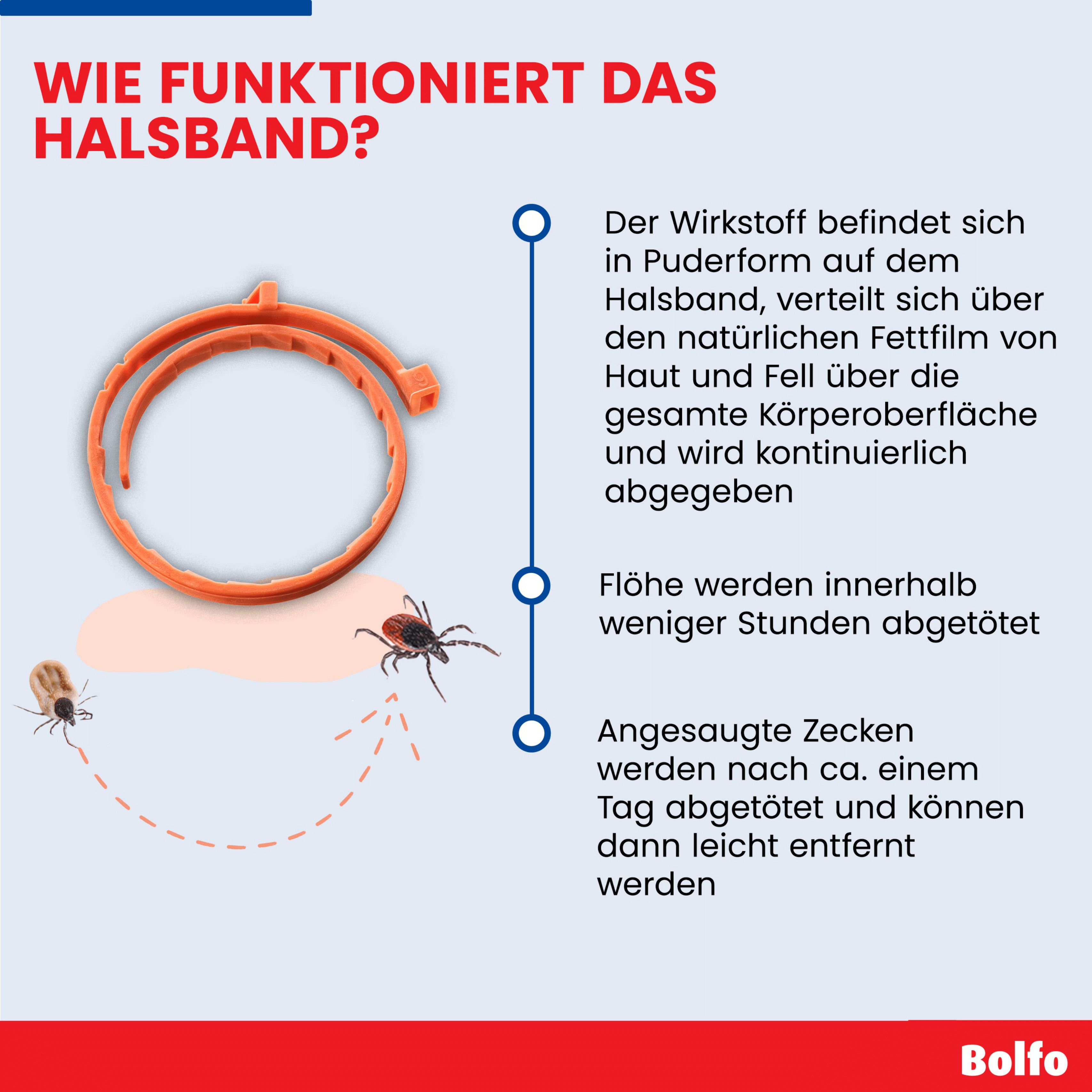 Infografik: Funktionsweise des Bolfo Halsbands. Wirkstoff, Floh- und Zeckenwirkung. Braunes Halsband mit Illustrationen.