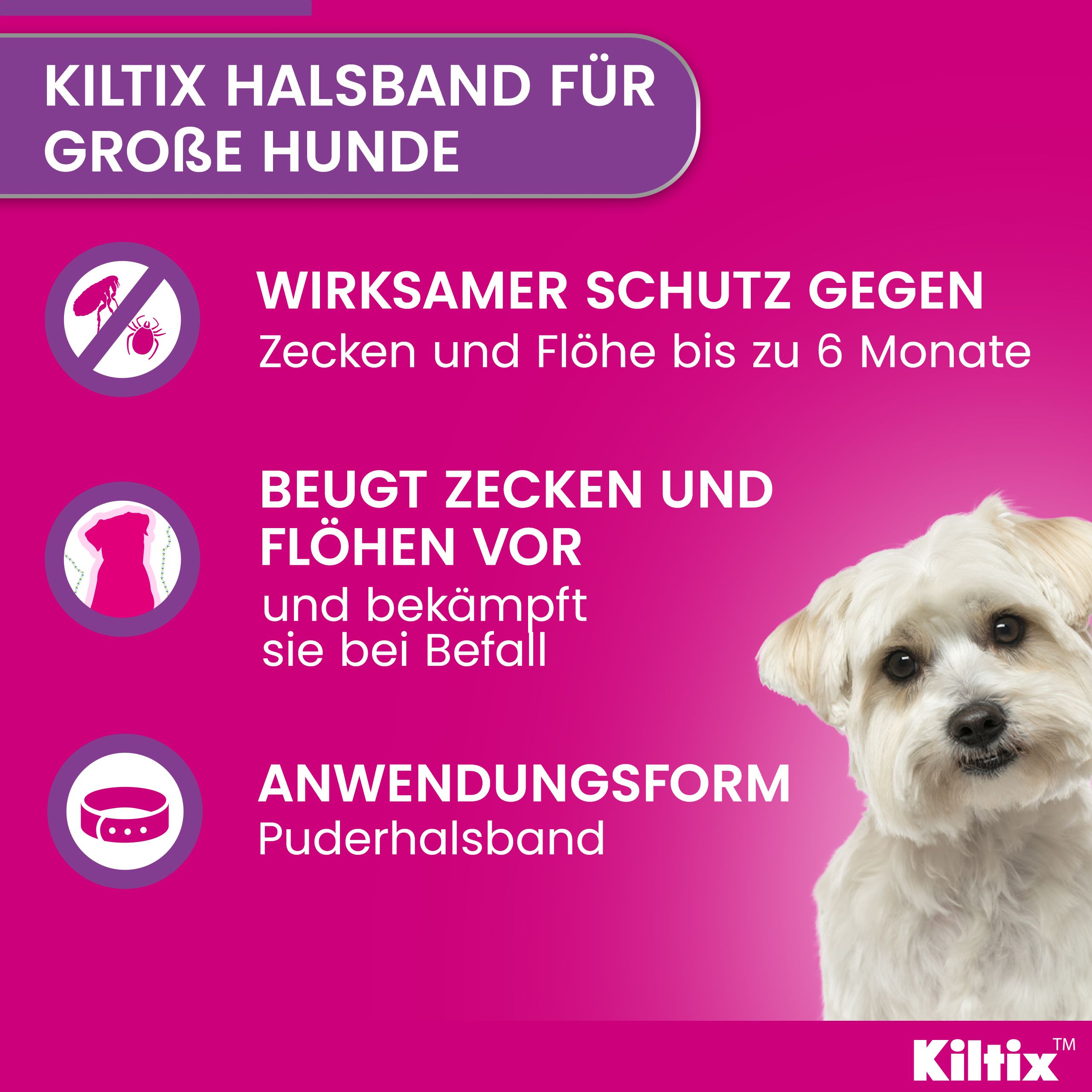 Rosa Hintergrund mit Text: Wirksamer Schutz gegen Zecken und Flöhe bis zu 6 Monate. Hundefoto und Kiltix®-Logo.