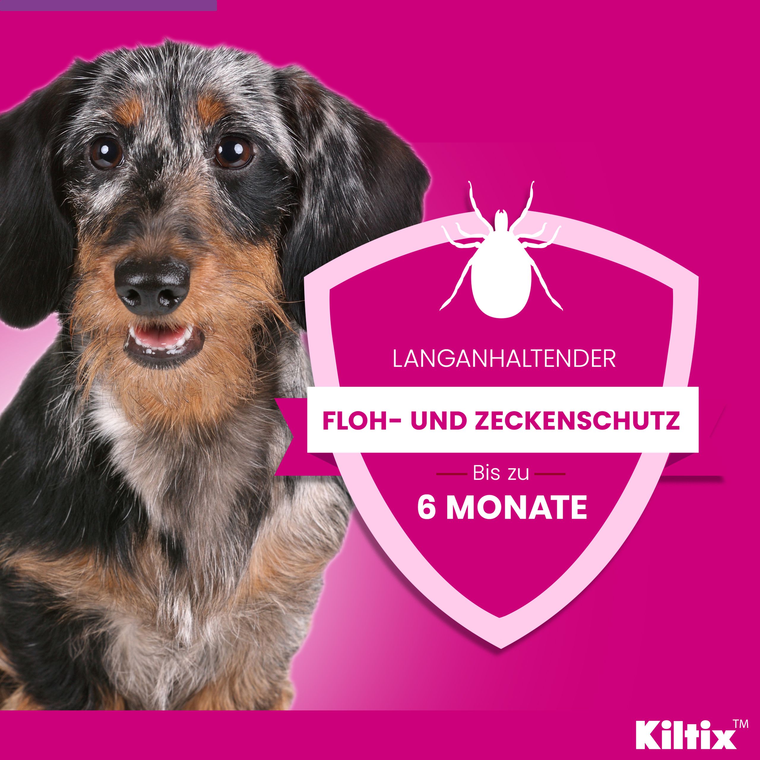 Rosa Hintergrund mit Hund und Text: Lang anhaltender Floh- und Zeckenschutz bis zu 6 Monate. Kiltix®-Logo.